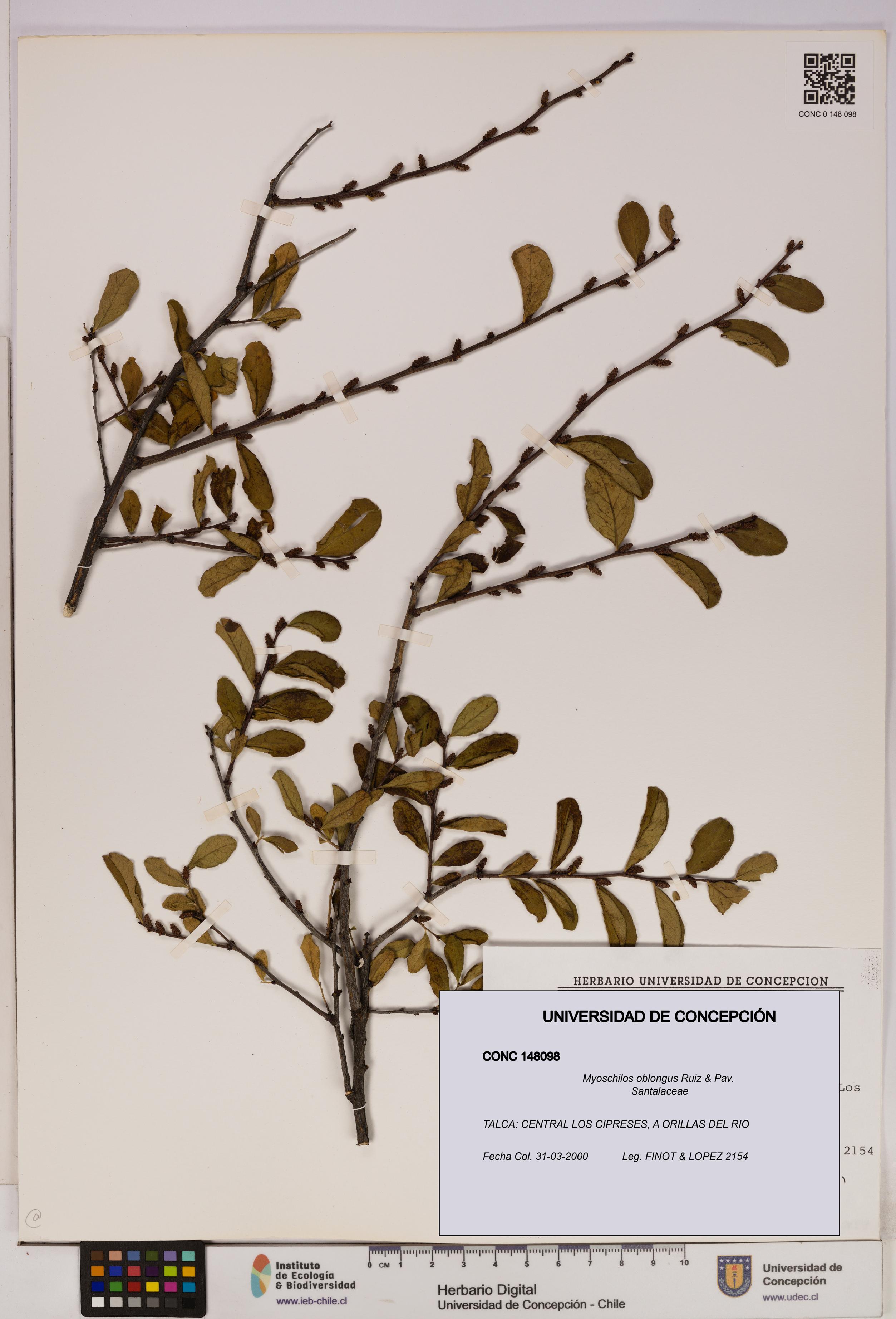 Myoschilos oblongus [Espécimen: UDEC:CONC:0148098]