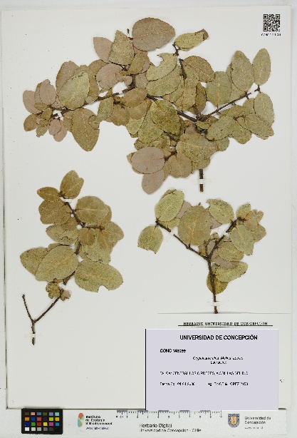 Cryptocarya alba [Espécimen: UDEC:CONC:0148099]