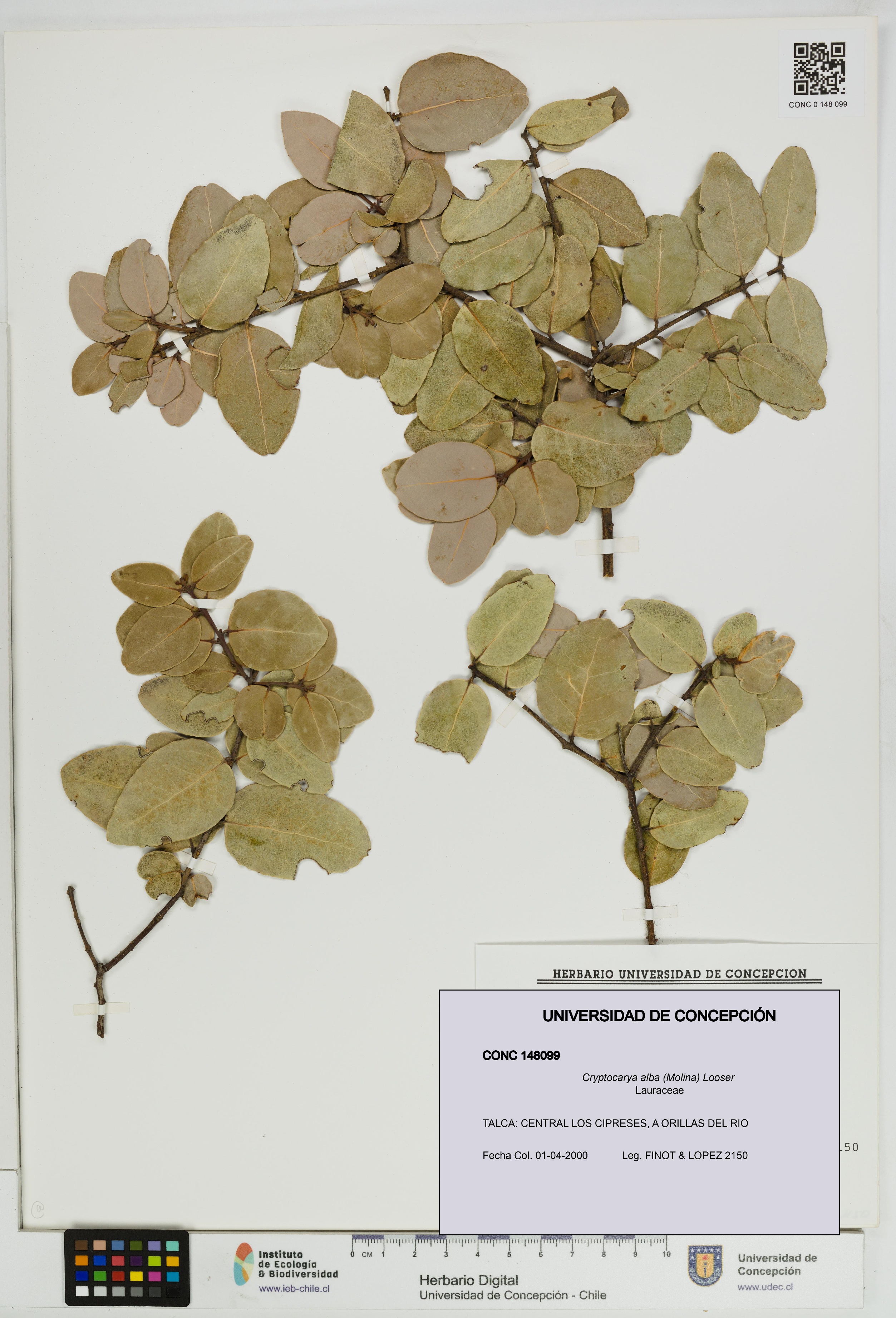 Cryptocarya alba [Espécimen: UDEC:CONC:0148099]