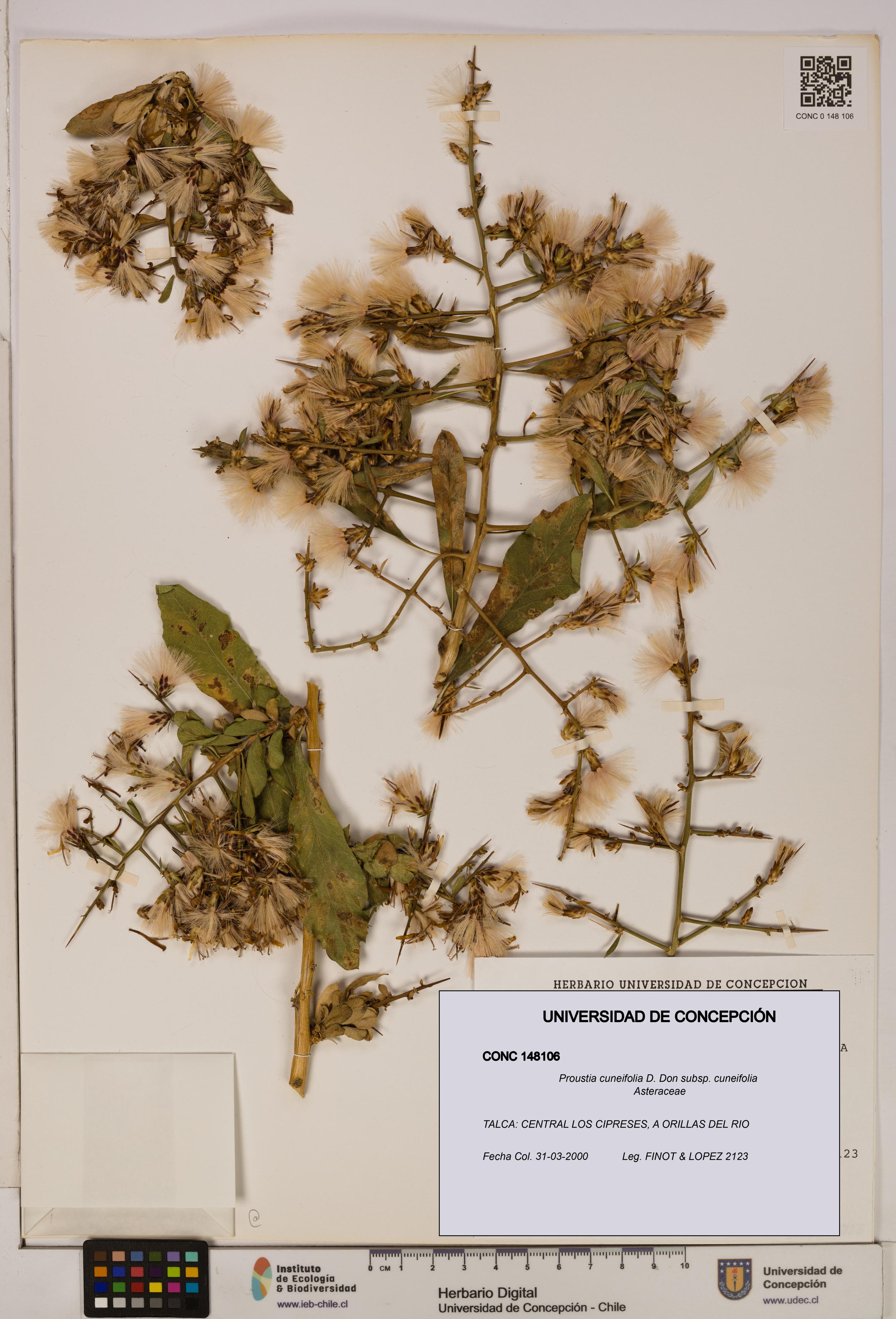 Proustia cuneifolia subsp. cuneifolia [Espécimen: UDEC:CONC:0148106]