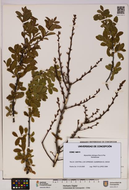 Myoschilos oblongus [Espécimen: UDEC:CONC:0148111]