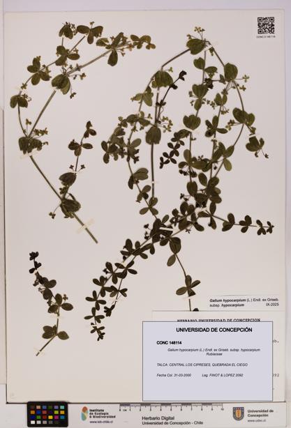 Galium hypocarpium subsp. hypocarpium [Espécimen: UDEC:CONC:0148114]