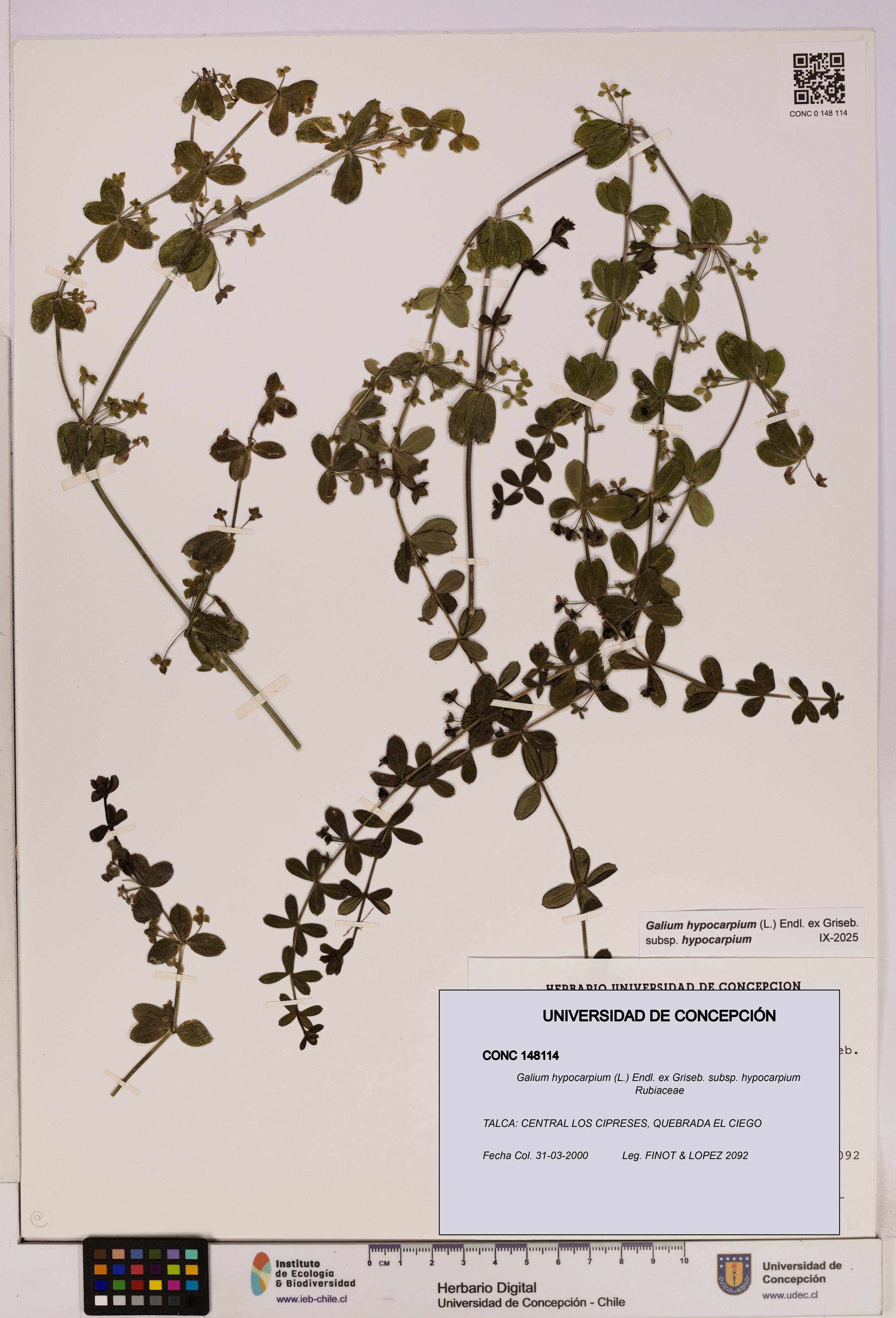 Galium hypocarpium subsp. hypocarpium [Espécimen: UDEC:CONC:0148114]