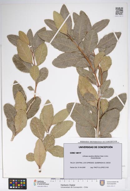 Lithraea caustica [Espécimen: UDEC:CONC:0148117]