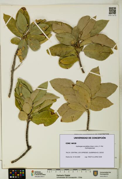 Hydrangea serratifolia [Espécimen: UDEC:CONC:0148120]
