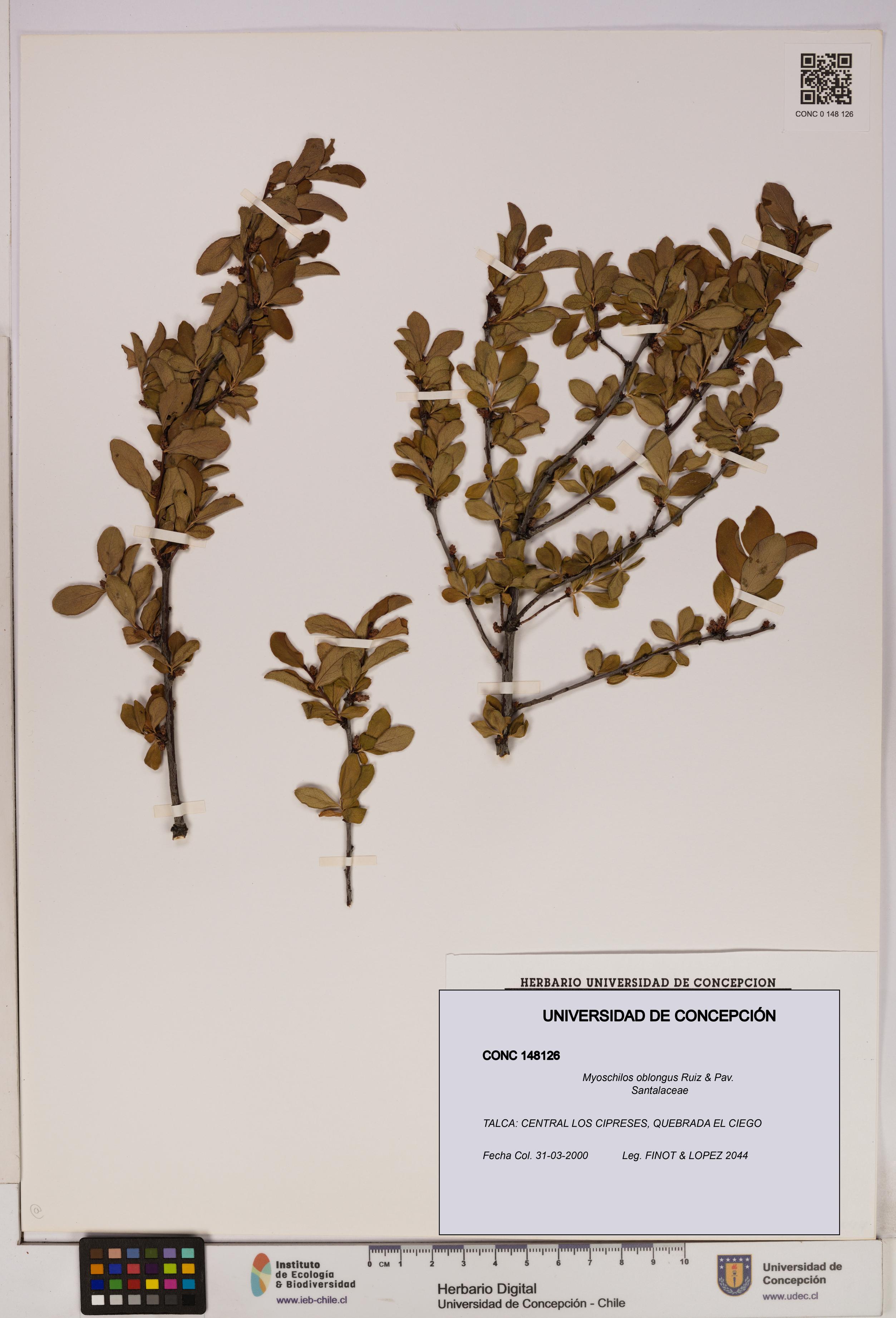 Myoschilos oblongus [Espécimen: UDEC:CONC:0148126]