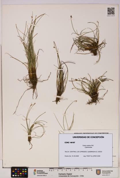 Carex andina [Espécimen: UDEC:CONC:0148187]