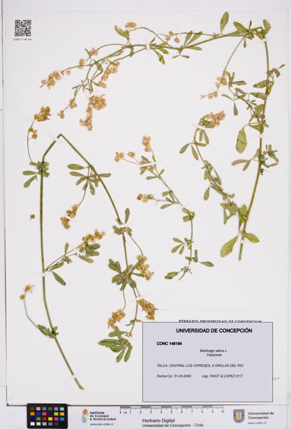 Medicago sativa [Espécimen: ]