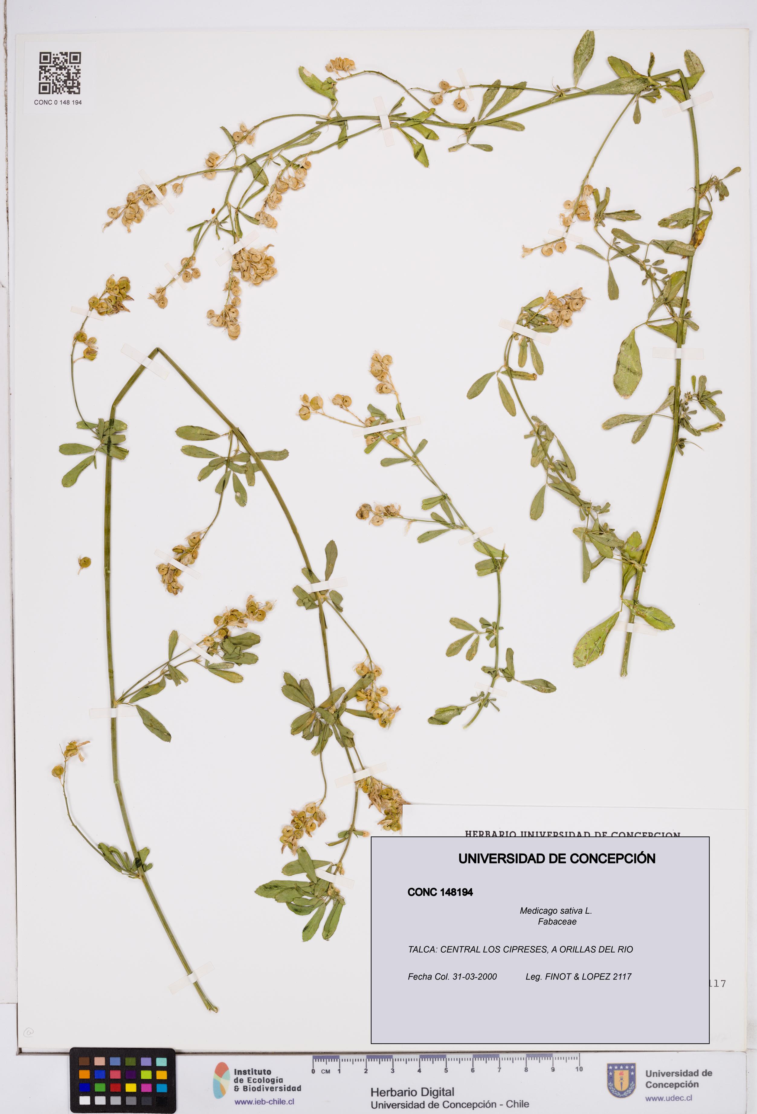 Medicago sativa [Espécimen: ]