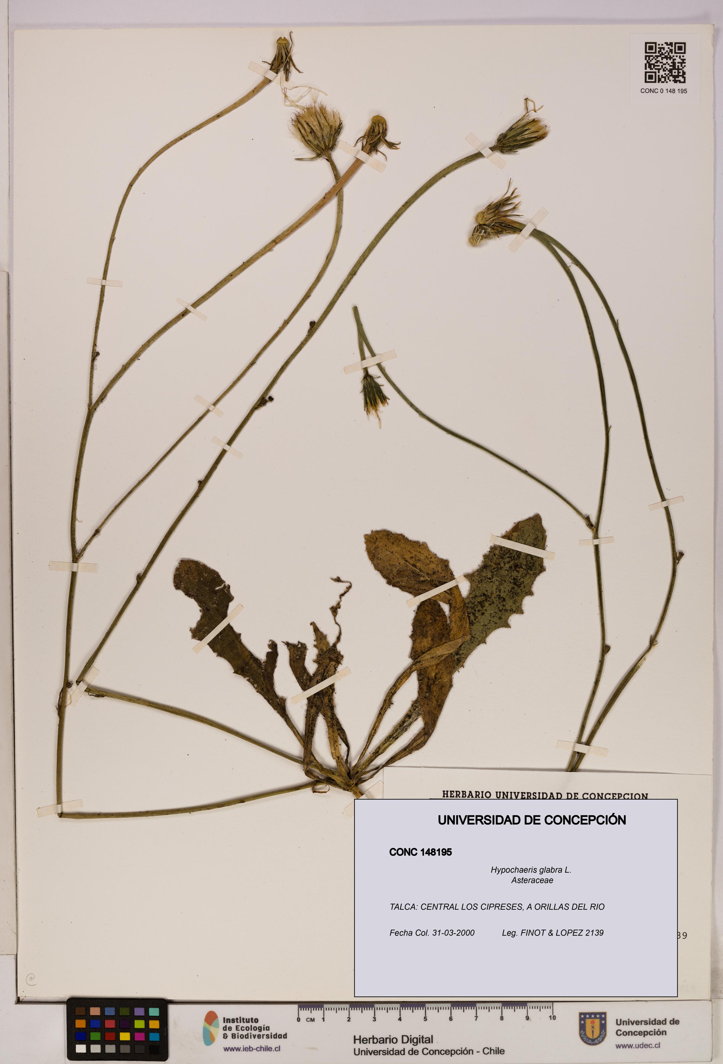 Hypochaeris glabra [Espécimen: UDEC:CONC:0148195]