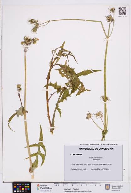 Sonchus tenerrimus [Espécimen: ]