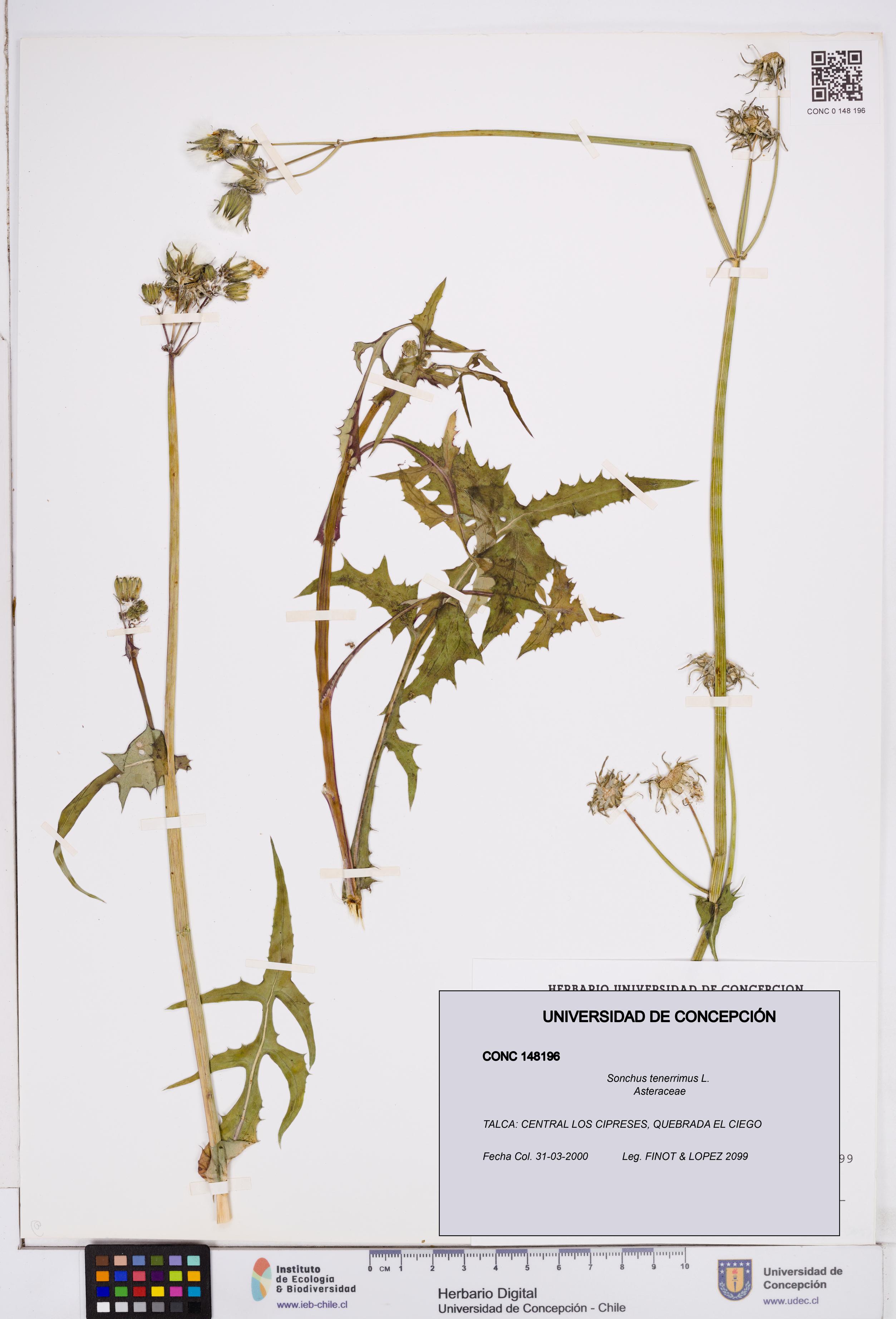 Sonchus tenerrimus [Espécimen: ]