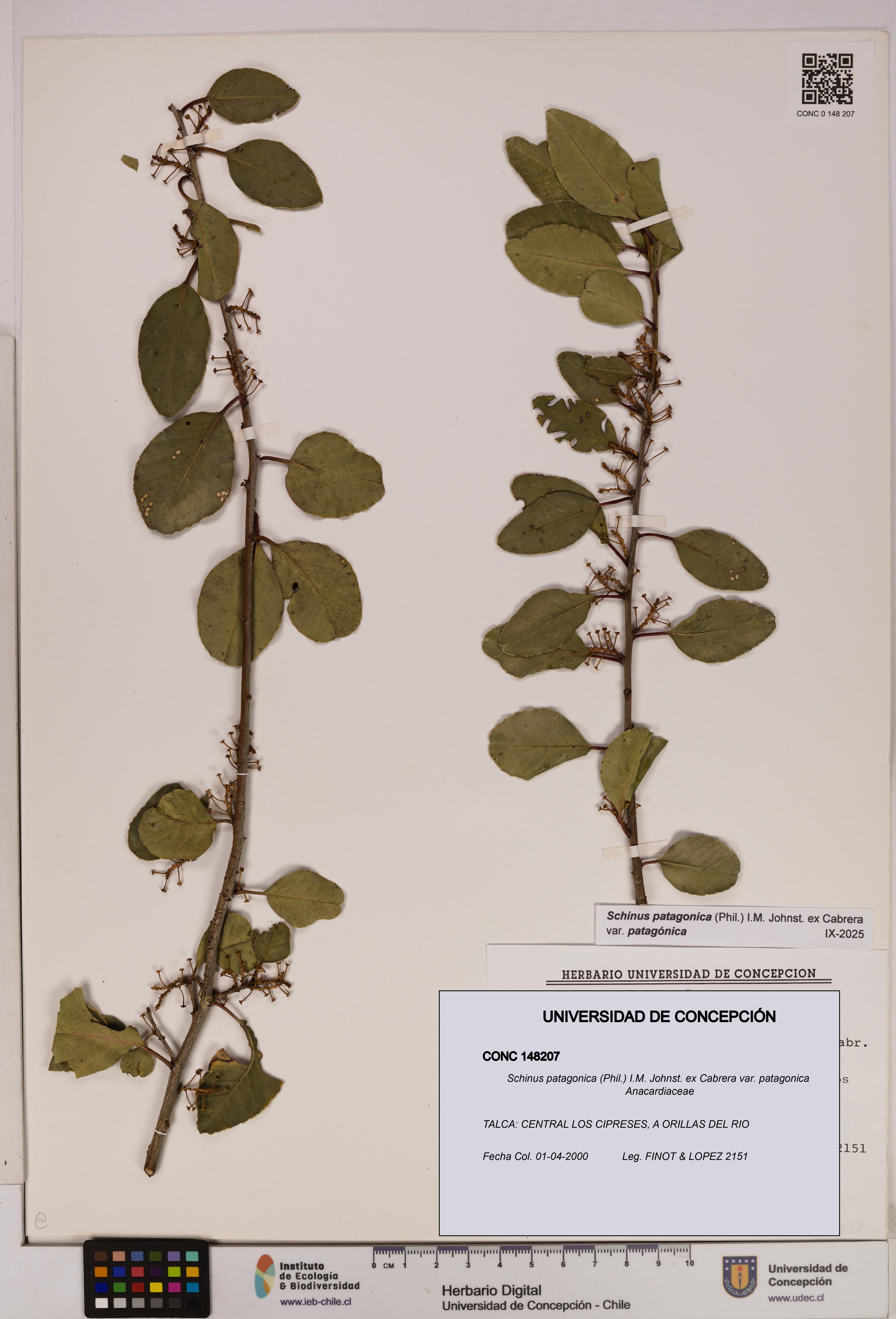 Schinus patagonica [Espécimen: UDEC:CONC:0148207]