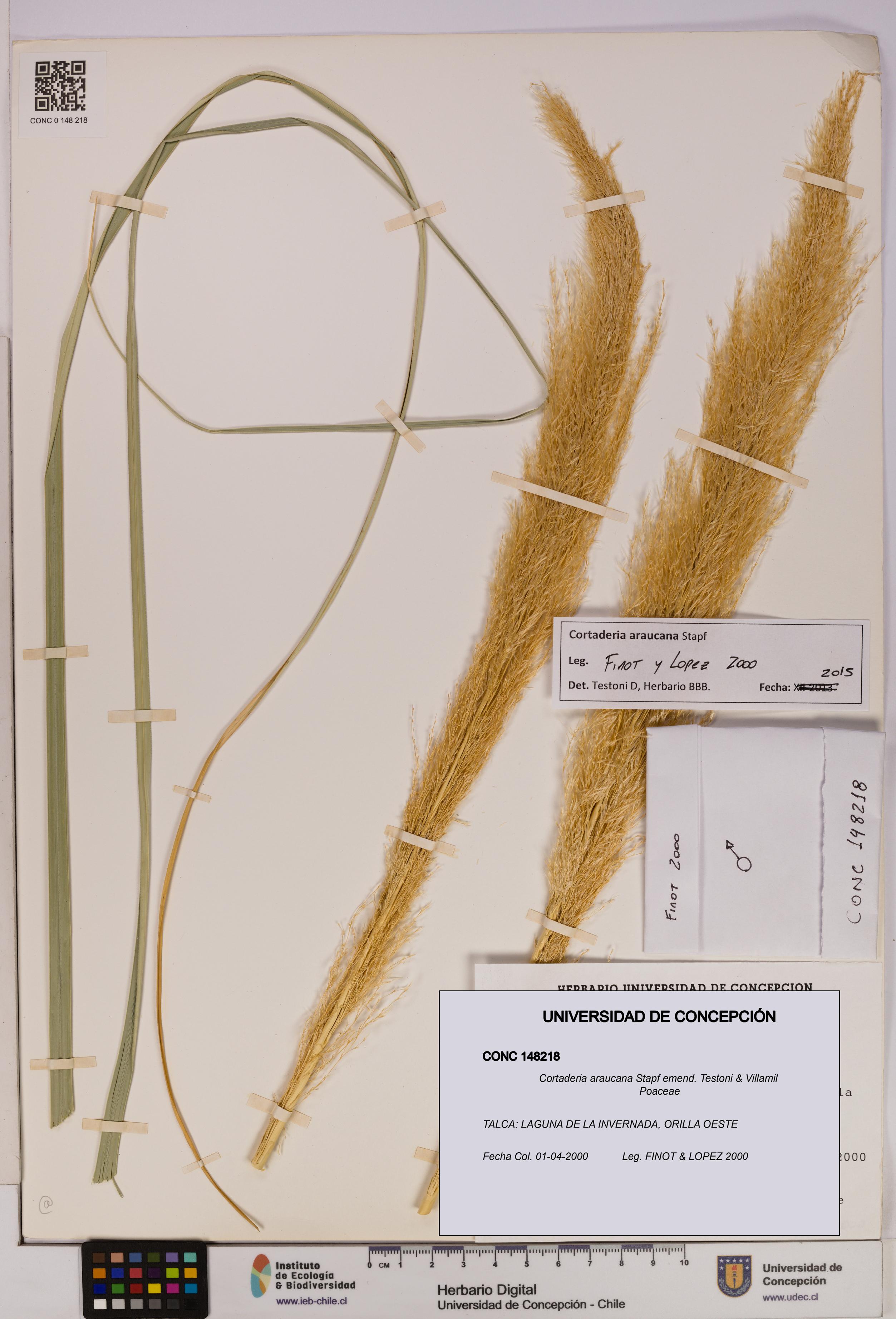 Cortaderia araucana [Espécimen: UDEC:CONC:0148218]