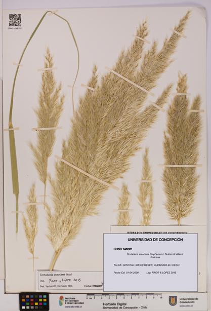 Cortaderia araucana [Espécimen: UDEC:CONC:0148222]