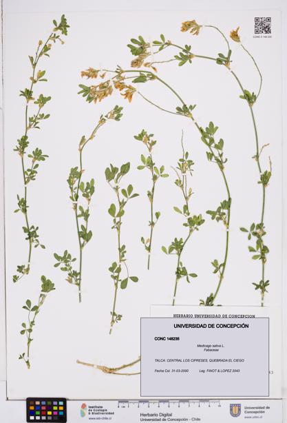 Medicago sativa [Espécimen: ]