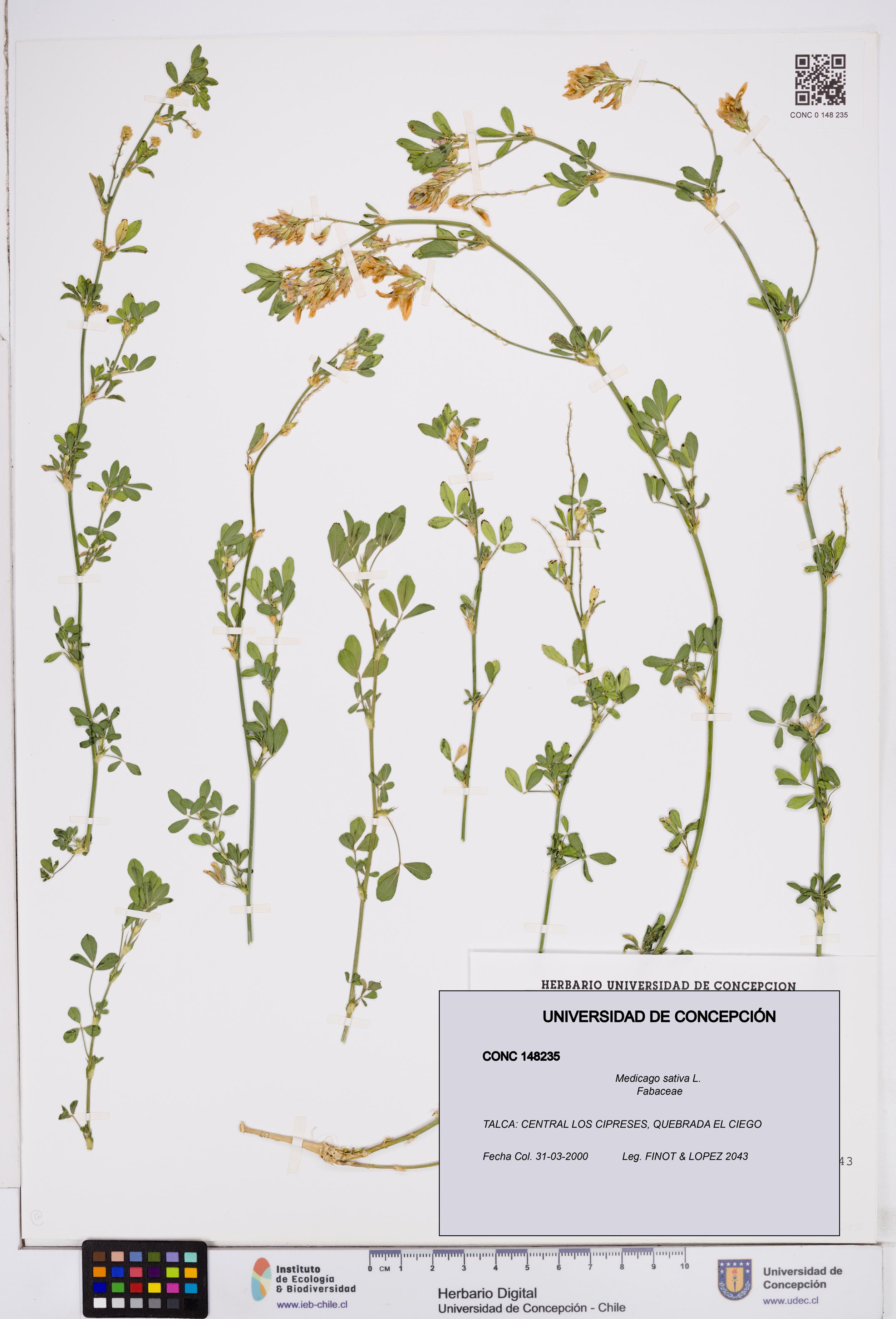 Medicago sativa [Espécimen: ]