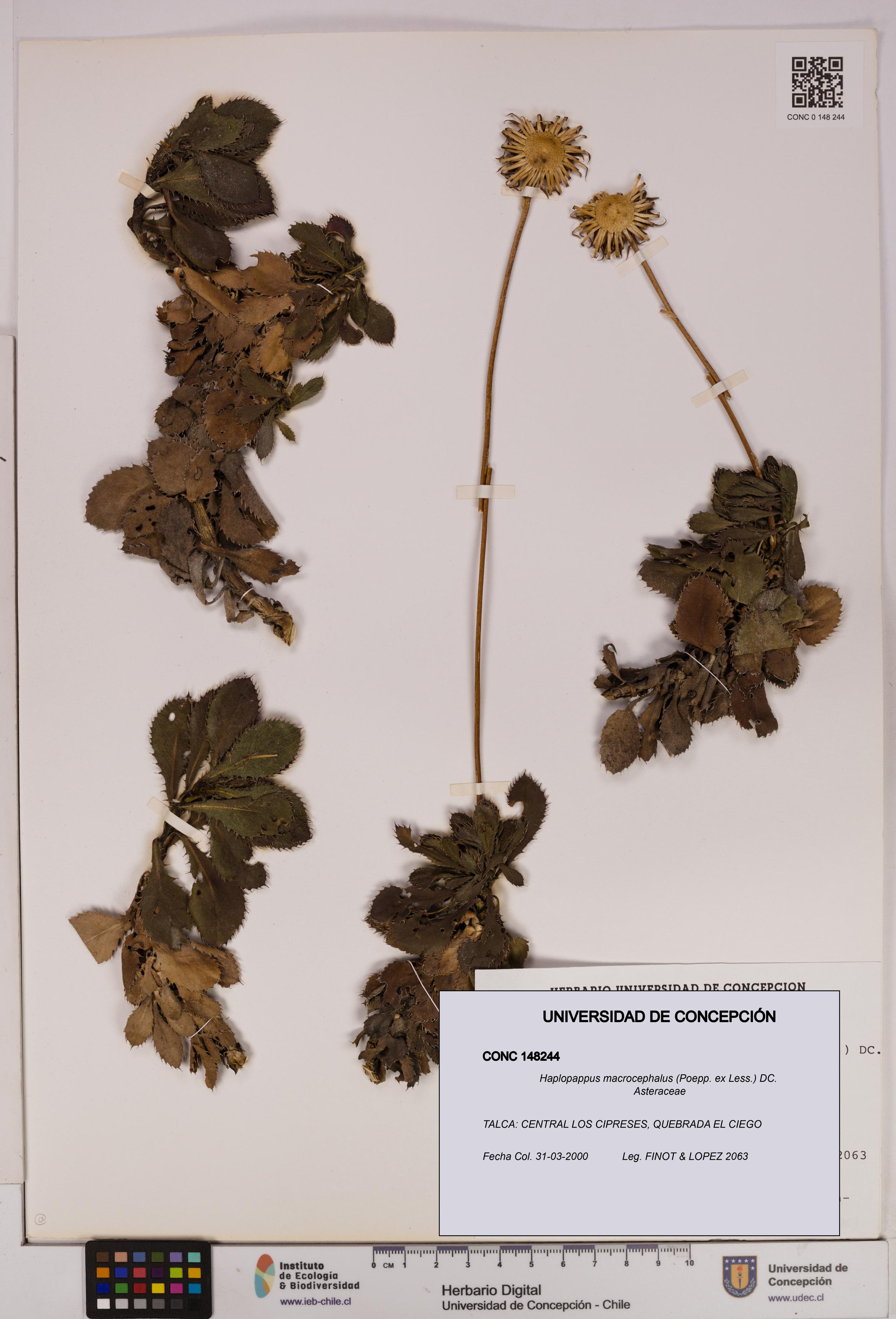 Haplopappus macrocephalus [Espécimen: UDEC:CONC:0148244]