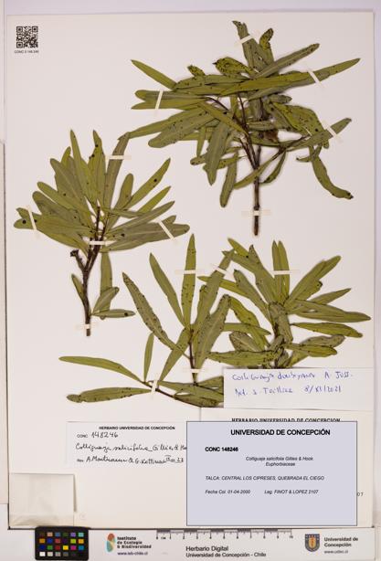 Colliguaja salicifolia [Espécimen: UDEC:CONC:0148246]