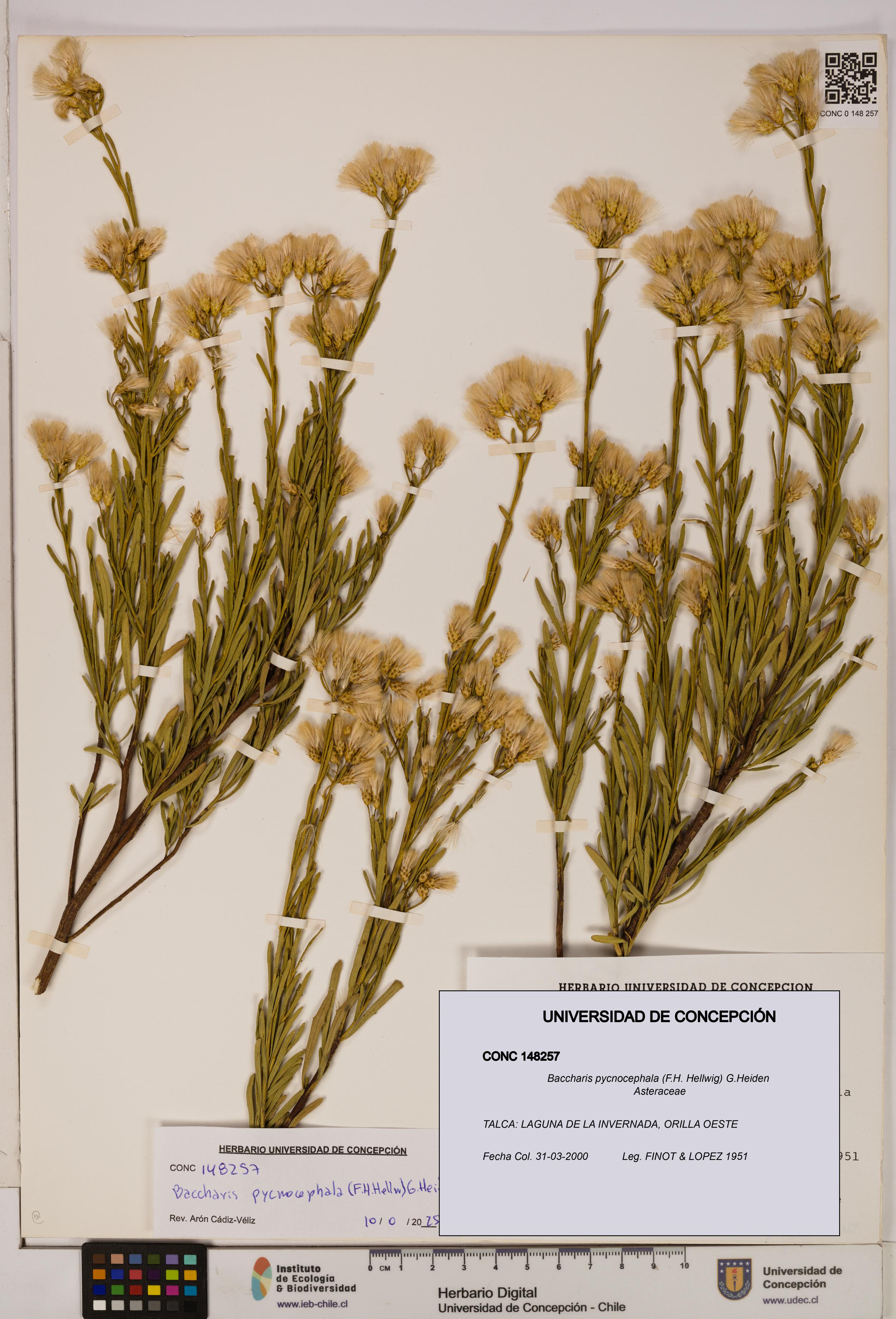 Baccharis pycnocephala [Espécimen: UDEC:CONC:0148257]