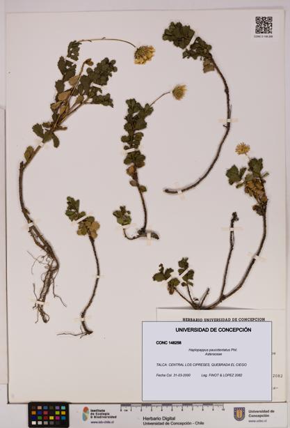 Haplopappus paucidentatus [Espécimen: UDEC:CONC:0148258]