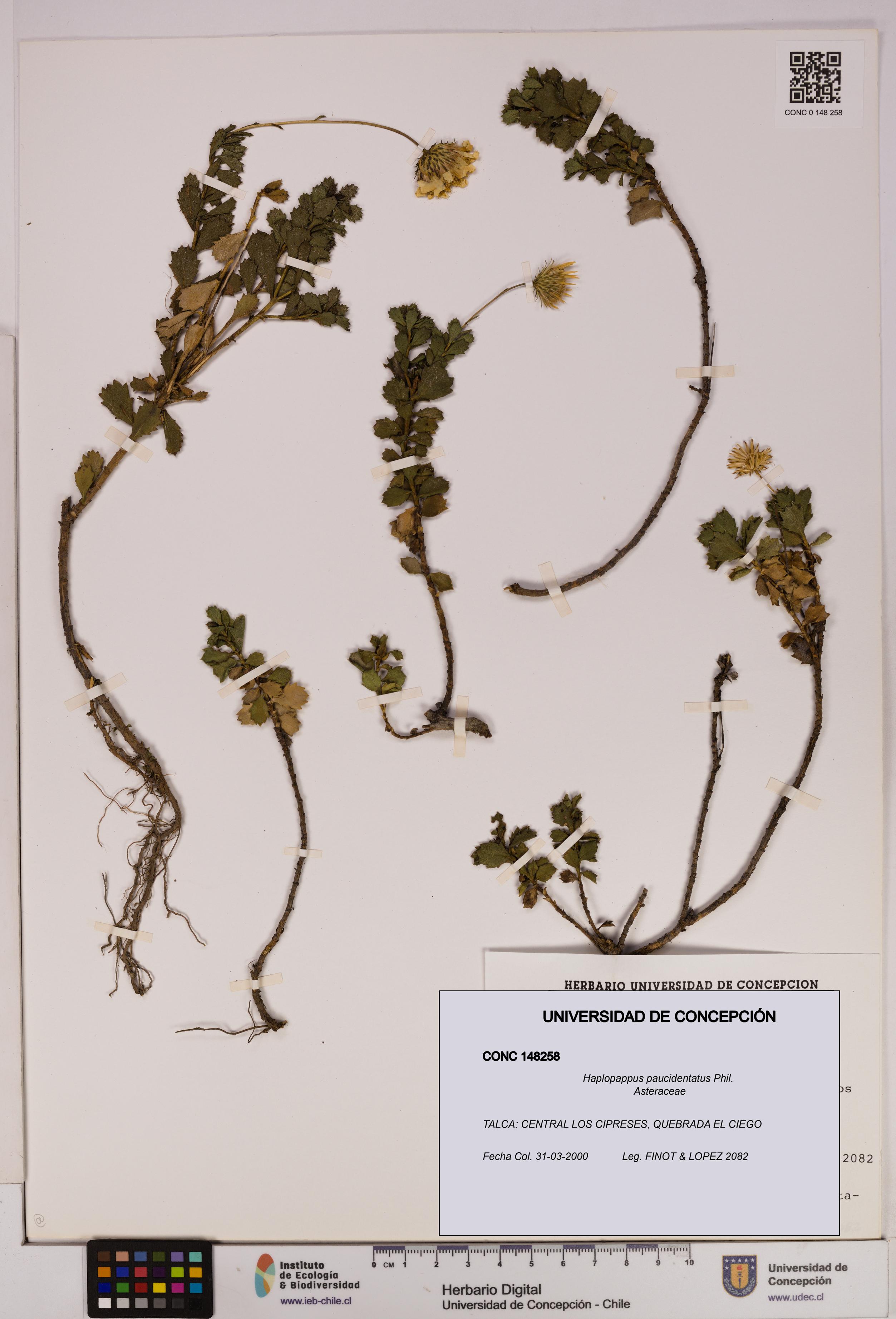 Haplopappus paucidentatus [Espécimen: UDEC:CONC:0148258]