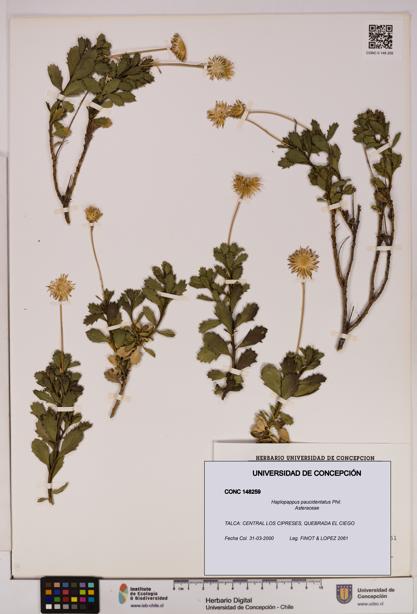 Haplopappus paucidentatus [Espécimen: UDEC:CONC:0148259]