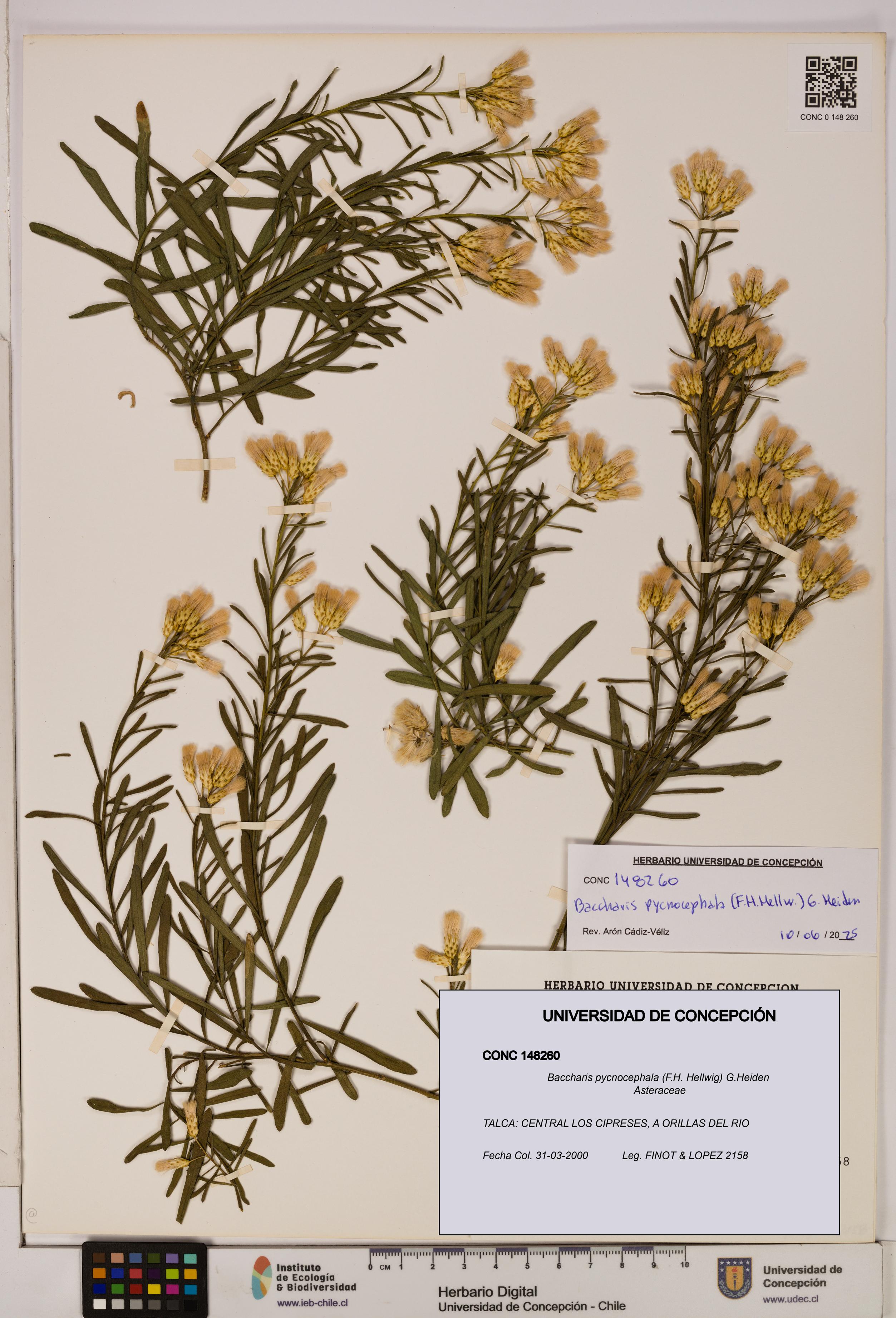 Baccharis pycnocephala [Espécimen: UDEC:CONC:0148260]