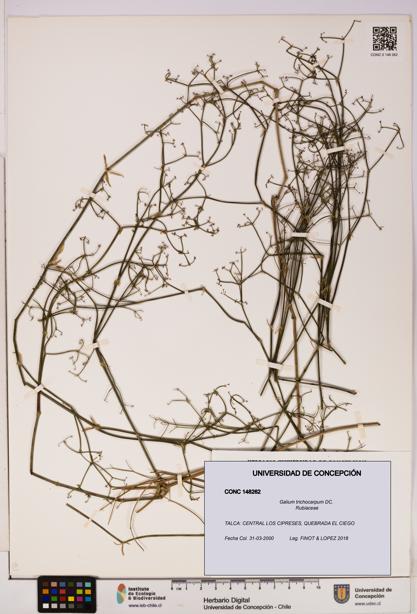 Galium trichocarpum [Espécimen: UDEC:CONC:0148262]