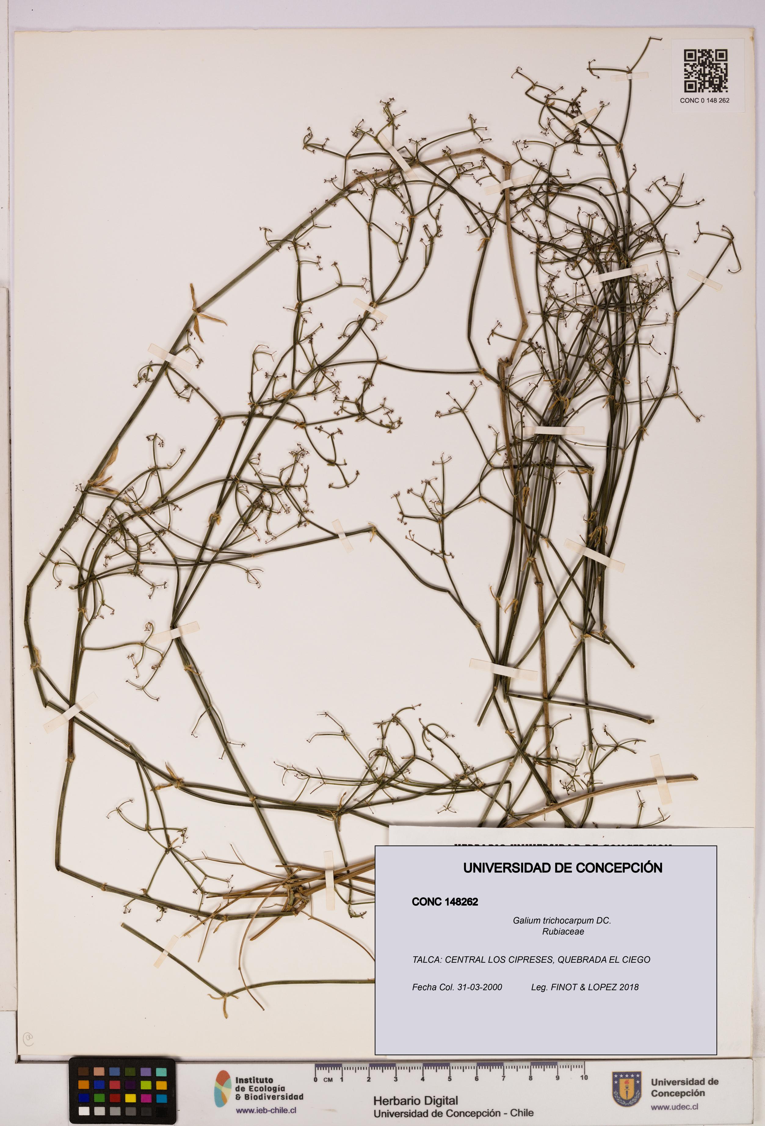 Galium trichocarpum [Espécimen: UDEC:CONC:0148262]