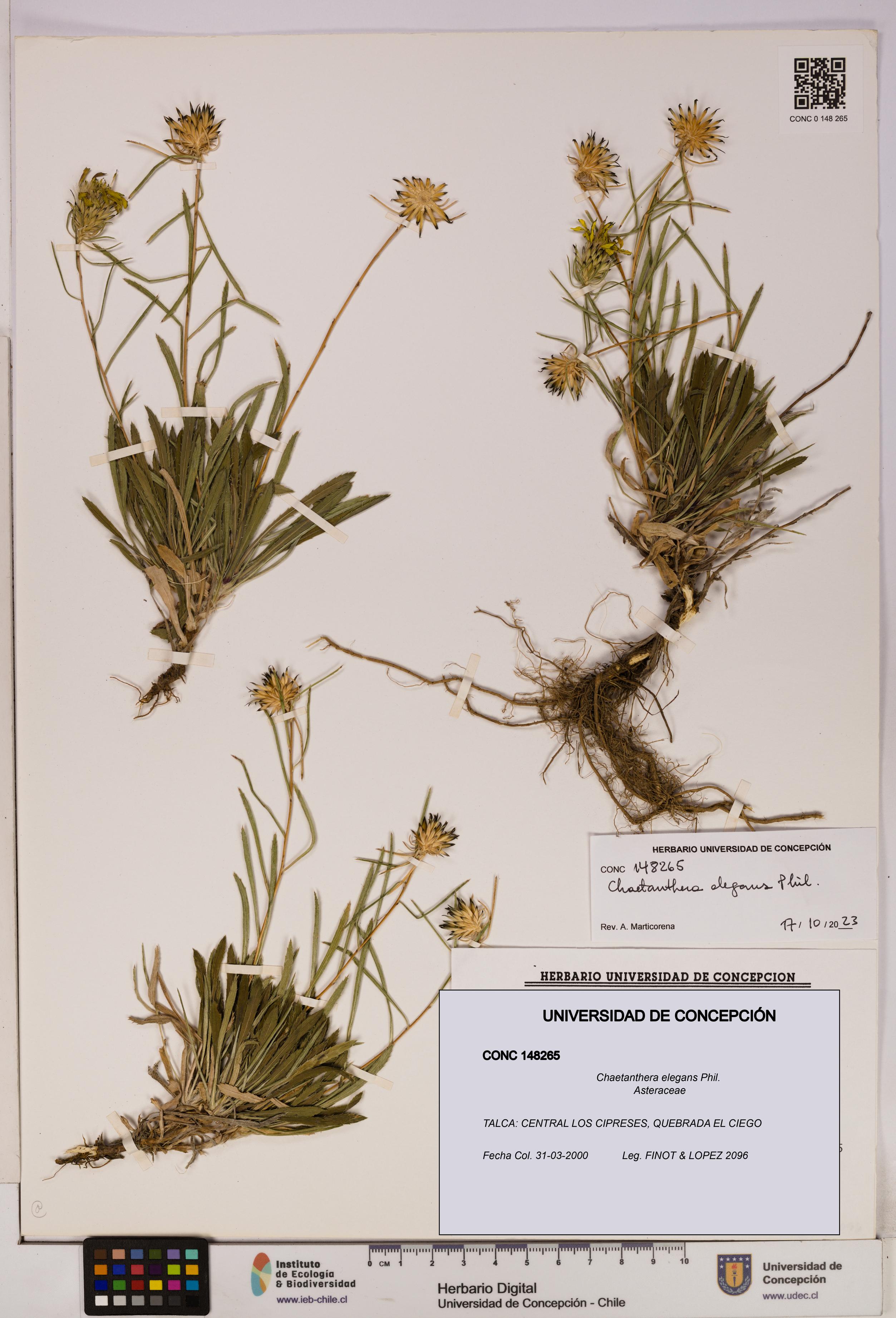 Chaetanthera elegans [Espécimen: UDEC:CONC:0148265]