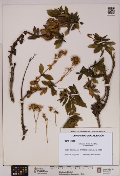 Calceolaria dentata [Espécimen: UDEC:CONC:0148280]