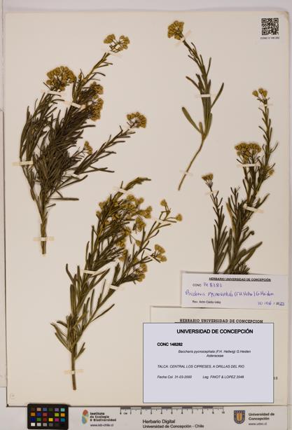 Baccharis pycnocephala [Espécimen: UDEC:CONC:0148282]