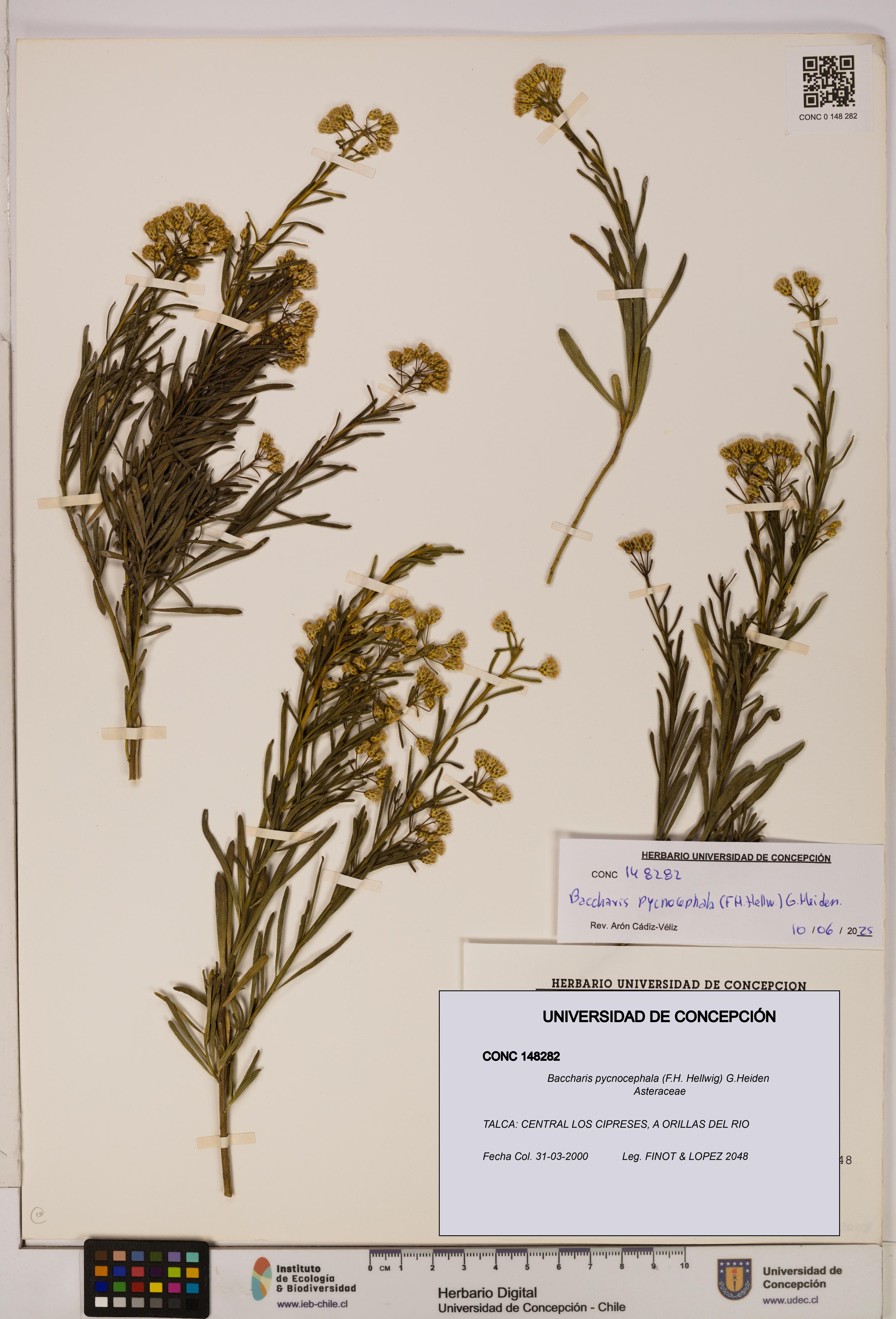 Baccharis pycnocephala [Espécimen: UDEC:CONC:0148282]