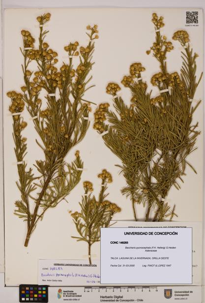 Baccharis pycnocephala [Espécimen: UDEC:CONC:0148283]
