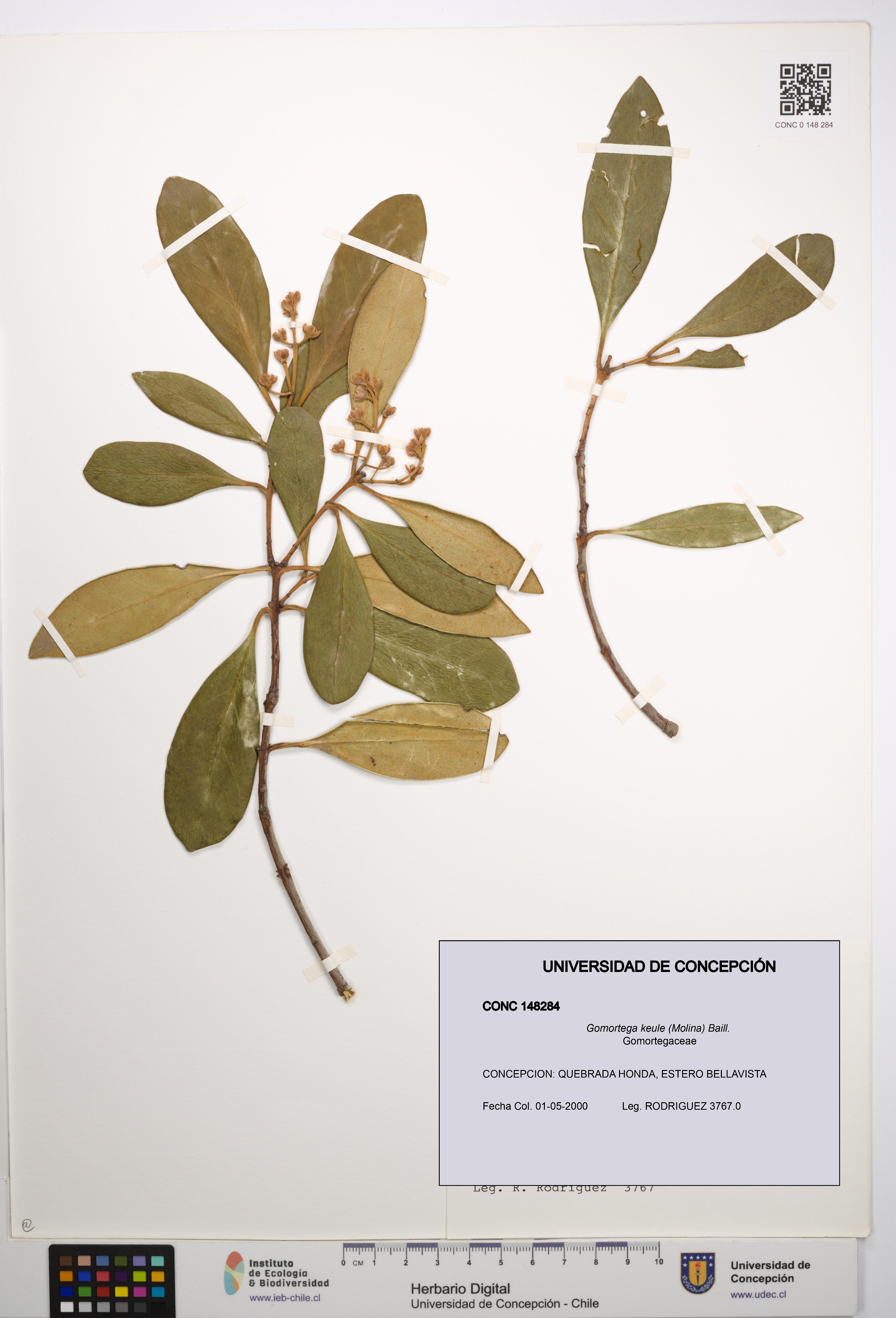 Gomortega keule [Espécimen: UDEC:CONC:0148284]