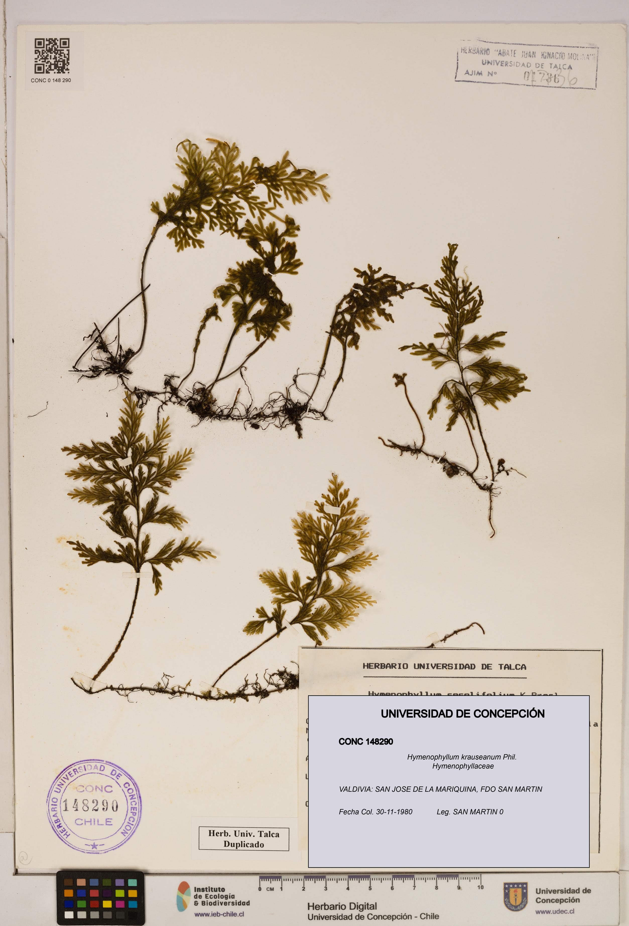 Hymenophyllum krauseanum [Espécimen: ]