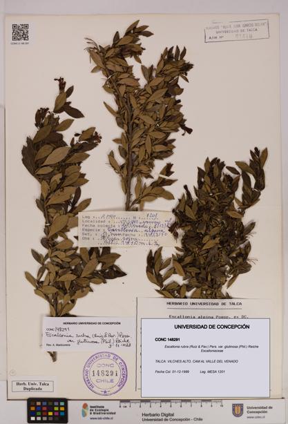 Escallonia rubra var. glutinosa [Espécimen: UDEC:CONC:0148291]