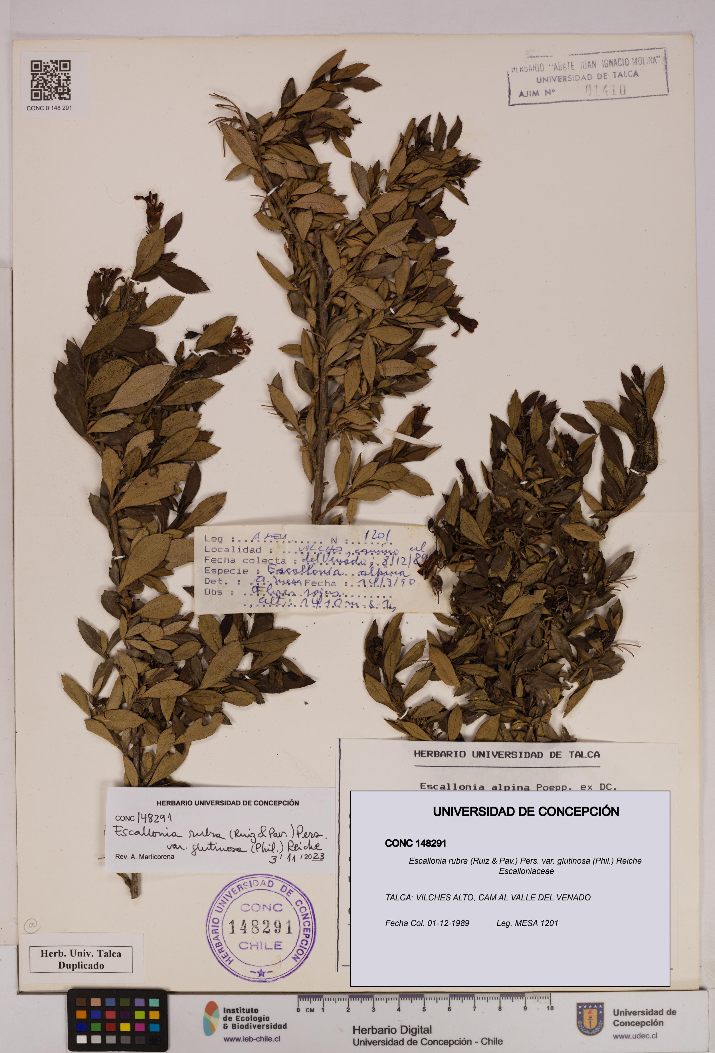 Escallonia rubra var. glutinosa [Espécimen: UDEC:CONC:0148291]