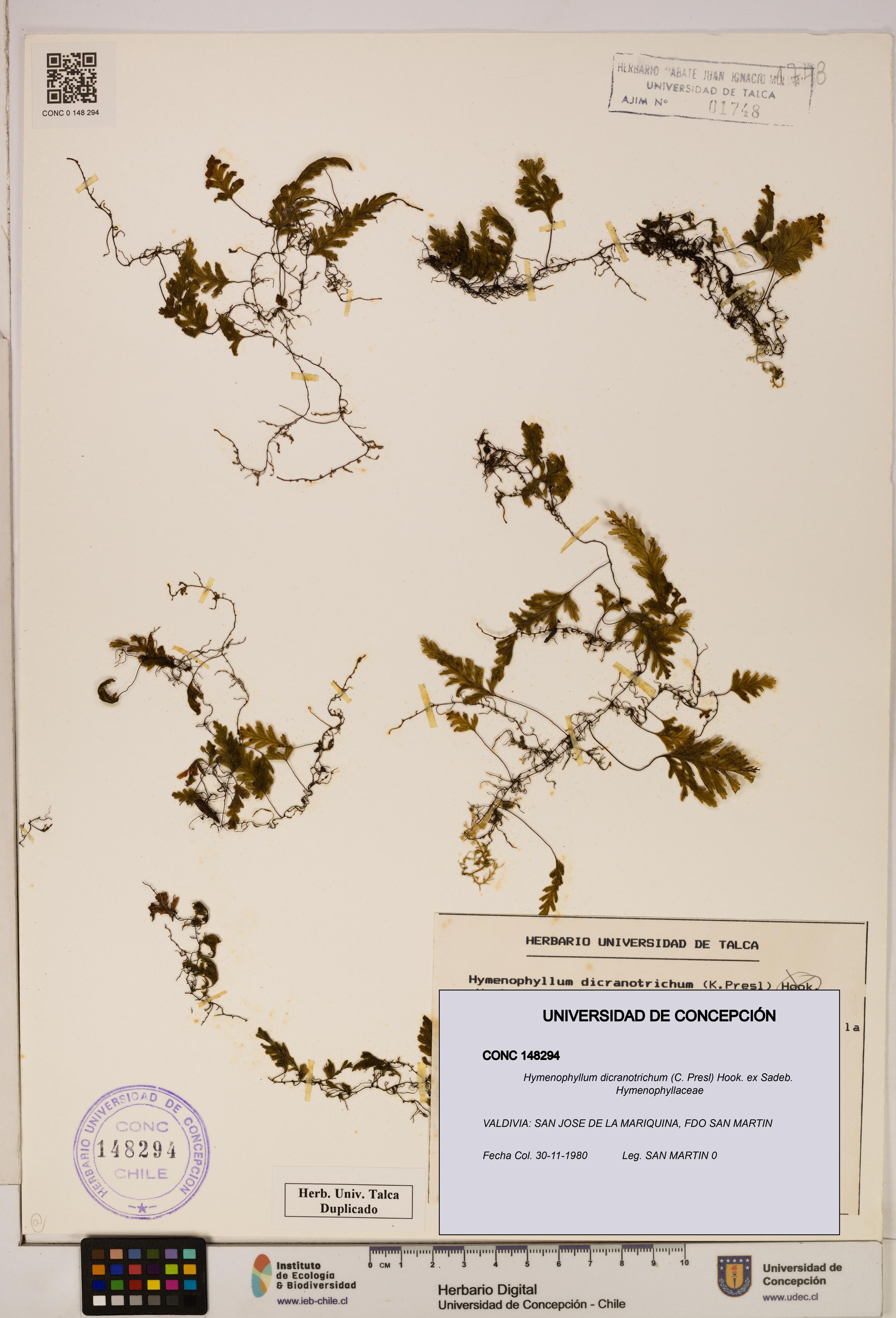 Hymenophyllum dicranotrichum [Espécimen: UDEC:CONC:0148294]
