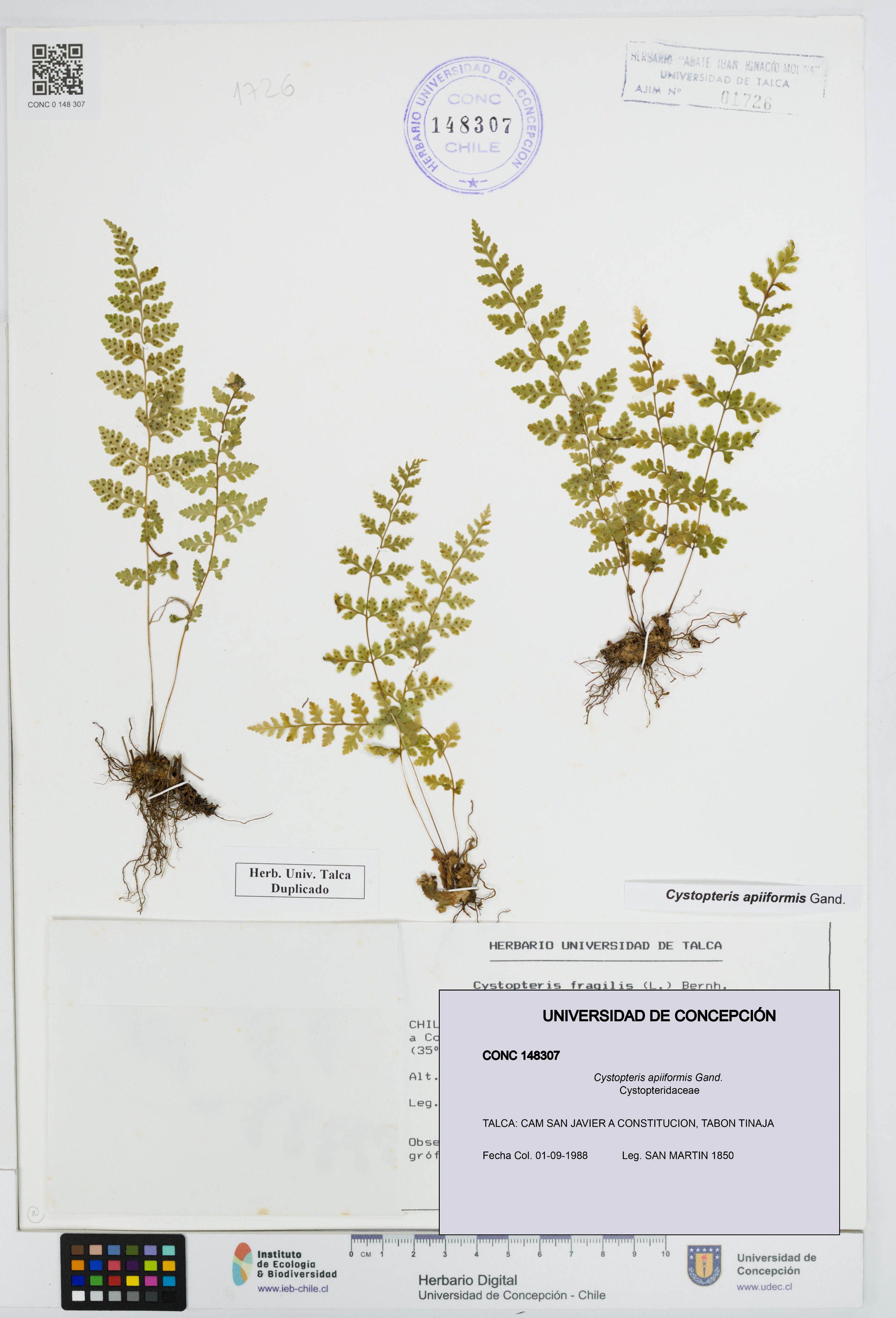 Cystopteris apiiformis [Espécimen: UDEC:CONC:0148307]