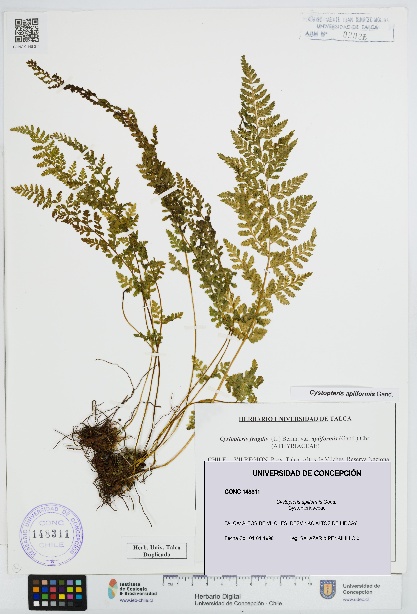 Cystopteris apiiformis [Espécimen: UDEC:CONC:0148311]