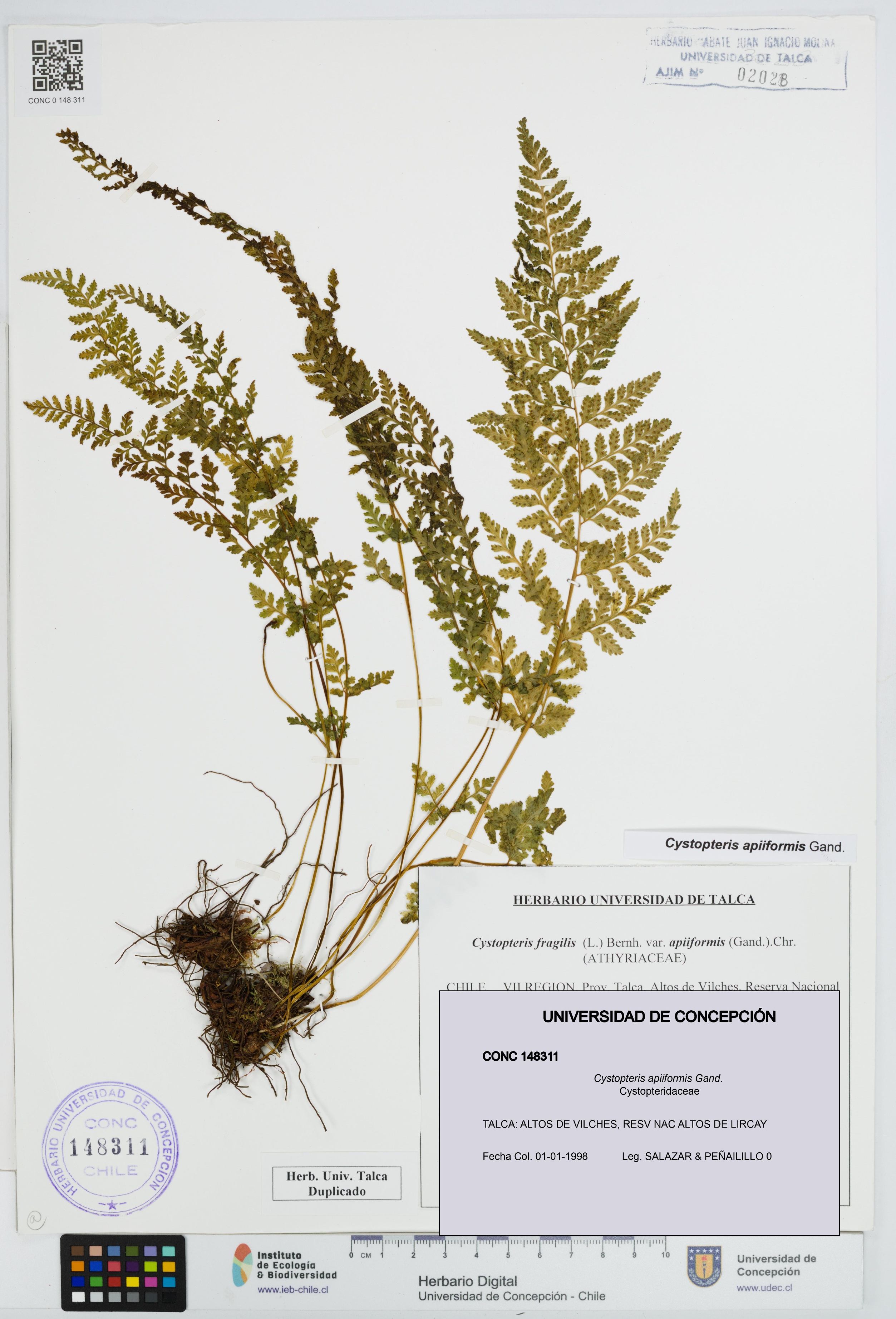 Cystopteris apiiformis [Espécimen: UDEC:CONC:0148311]