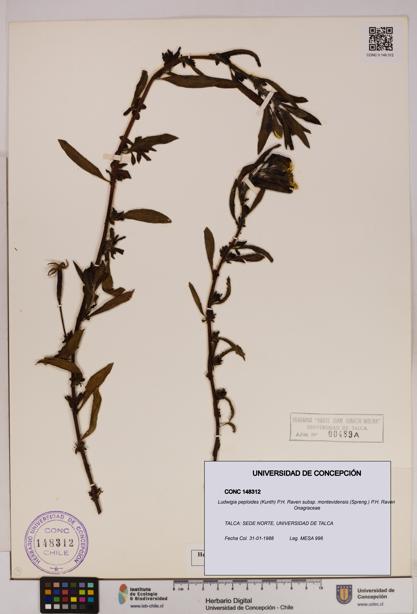 Ludwigia peploides [Espécimen: UDEC:CONC:0148312]