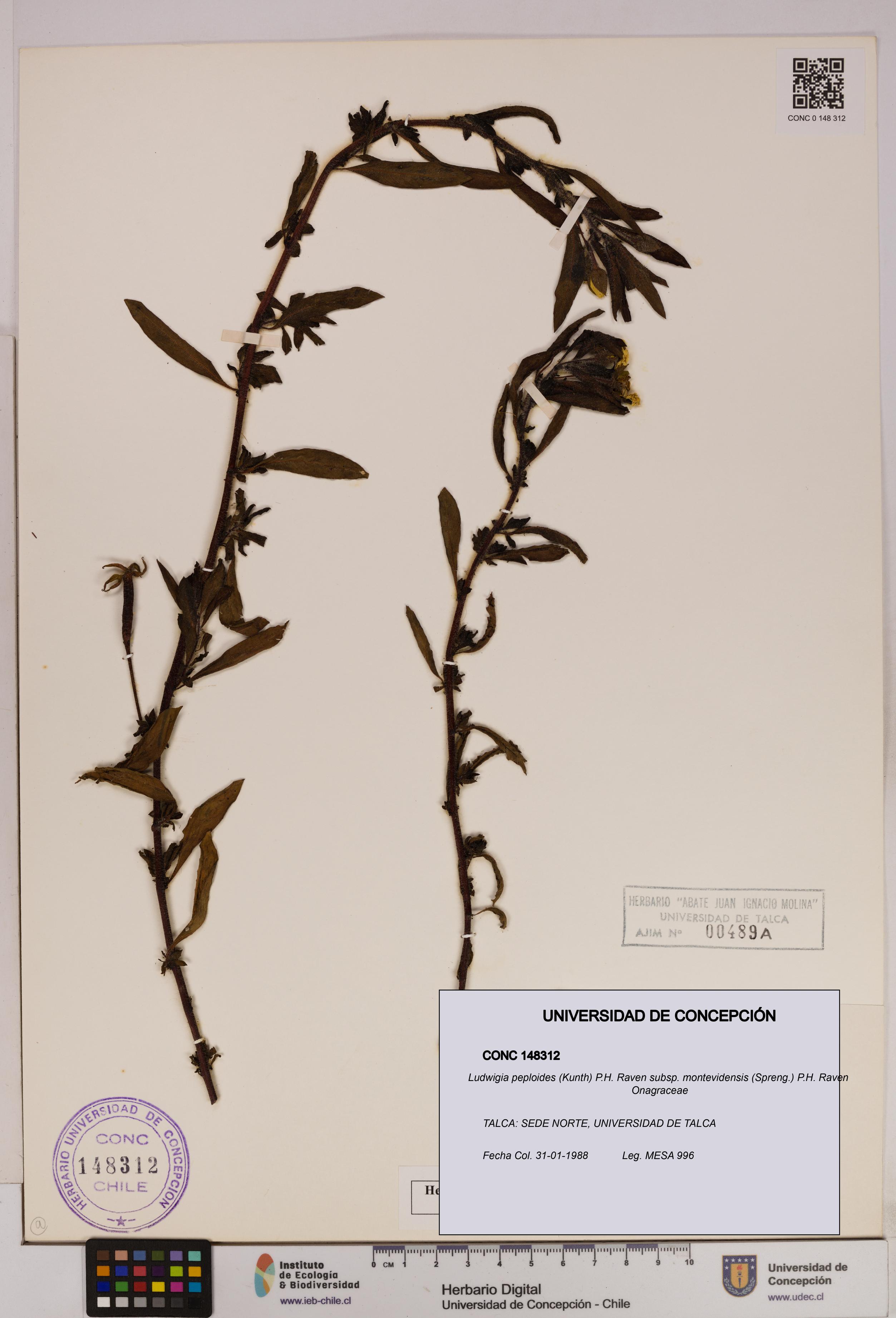 Ludwigia peploides [Espécimen: UDEC:CONC:0148312]