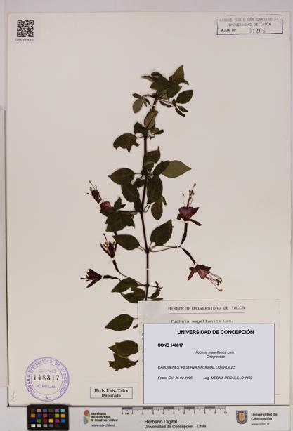 Fuchsia magellanica [Espécimen: UDEC:CONC:0148317]