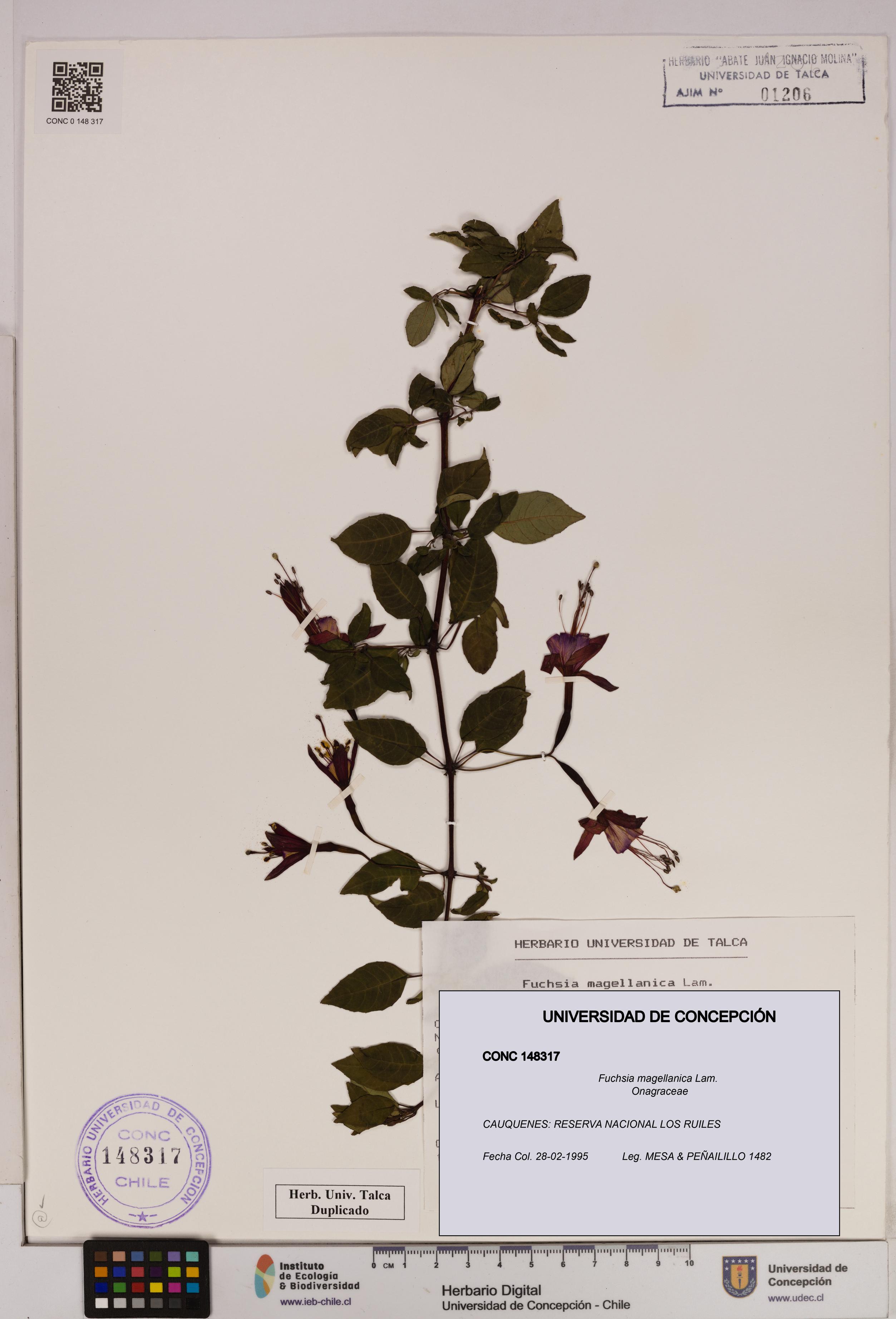 Fuchsia magellanica [Espécimen: UDEC:CONC:0148317]