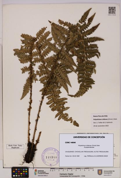 Polystichum chilense [Espécimen: UDEC:CONC:0148340]