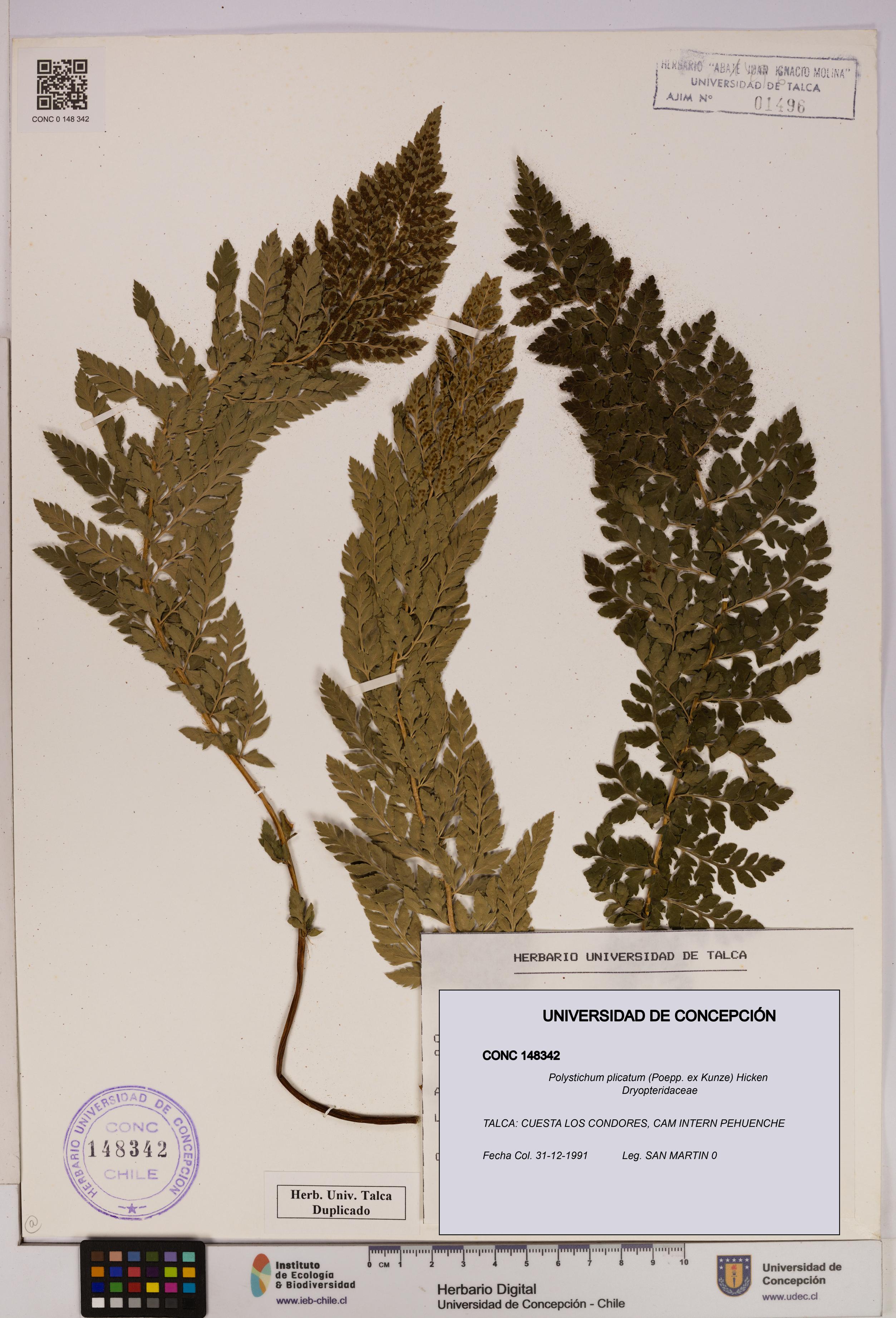 Polystichum plicatum [Espécimen: UDEC:CONC:0148342]