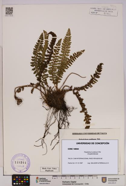 Polystichum andinum [Espécimen: UDEC:CONC:0148344]